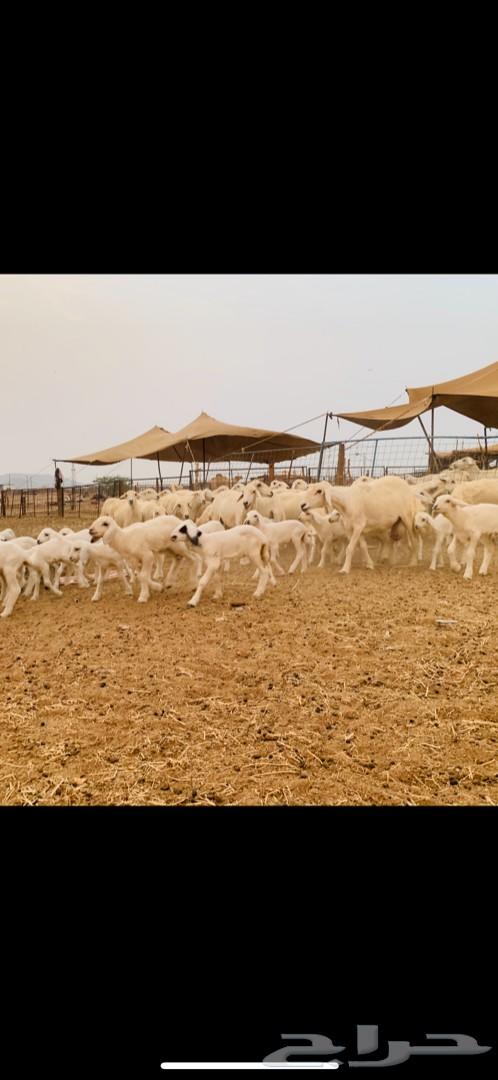 غنم حريات صنف متابيع 53 معاها 55 تم البيع