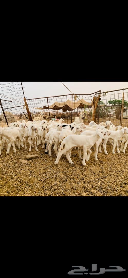 غنم حريات صنف متابيع 53 معاها 55 تم البيع