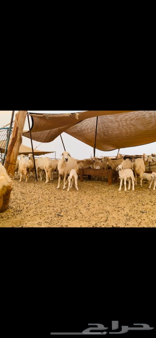 غنم حريات صنف متابيع 53 معاها 55 تم البيع
