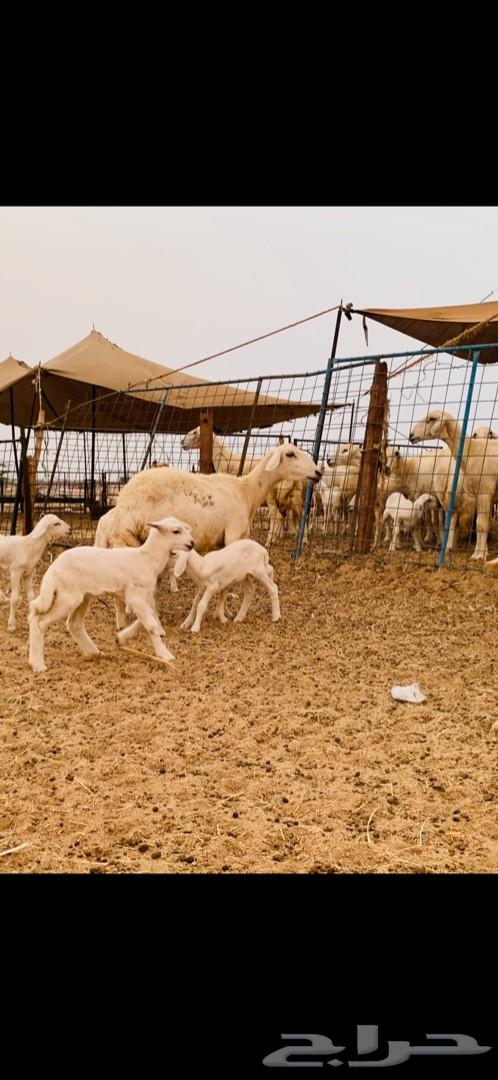 غنم حريات صنف متابيع 53 معاها 55 تم البيع