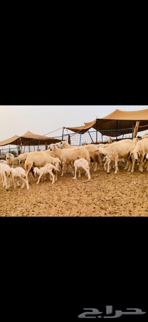 غنم حريات صنف متابيع 53 معاها 55 تم البيع