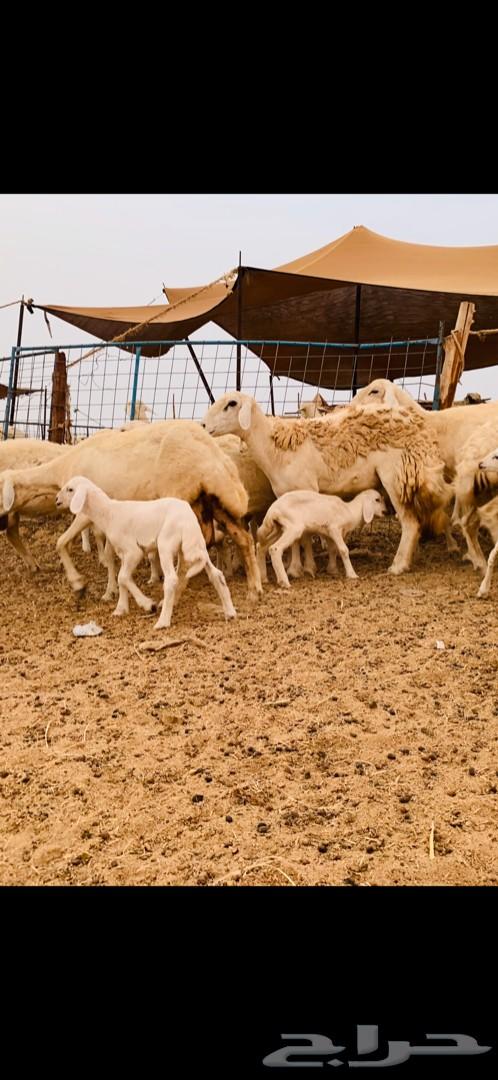 غنم حريات صنف متابيع 53 معاها 55 تم البيع