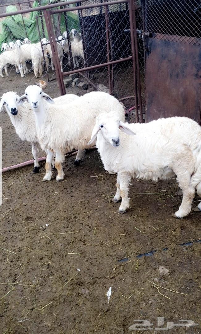 ذبايح حرية طليان ورخال