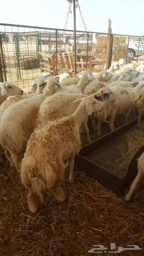 ضان حريات 63 وتحتها 43 (تم البيع)