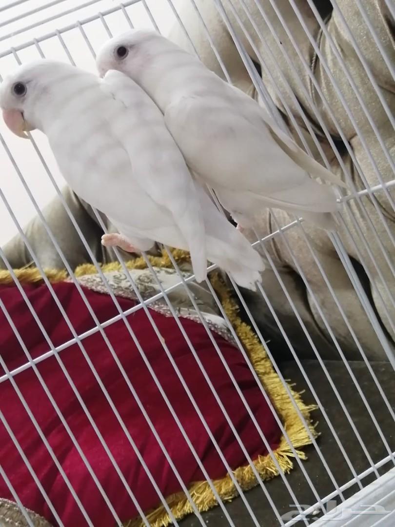 روز ذكر البينو 2