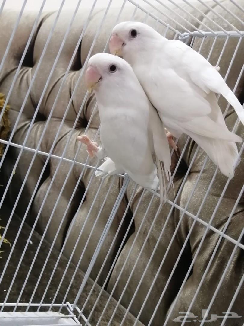 روز ذكر البينو 2