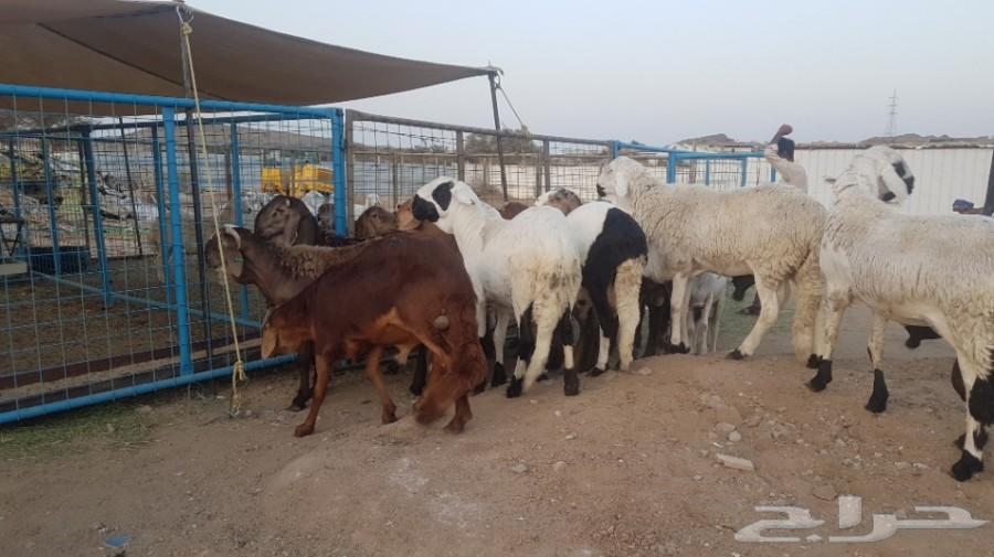 ذبائح حريه وسواكنيه