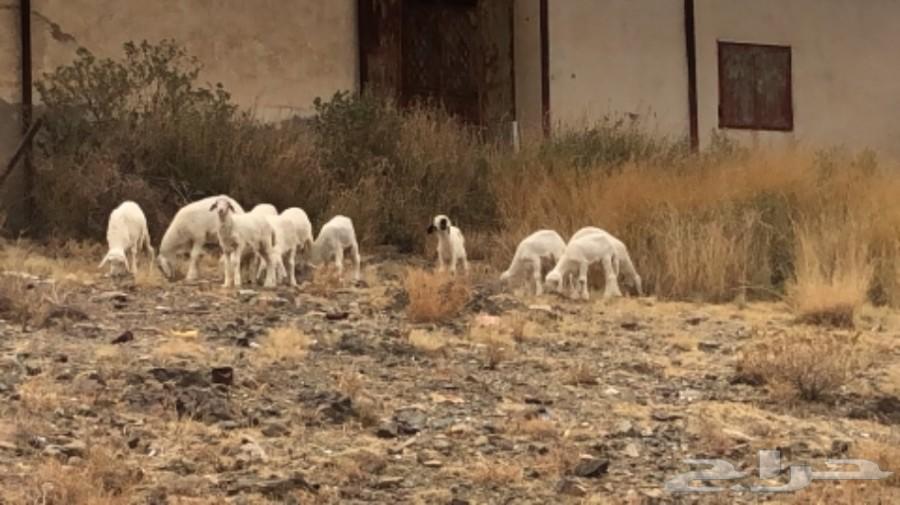 بهم تربيه زي الموز المواقع فالسحن