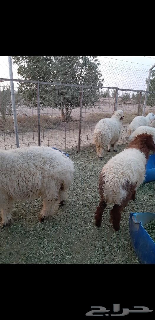 ذبايح نعيم مع التوصيل.. المجمعة
