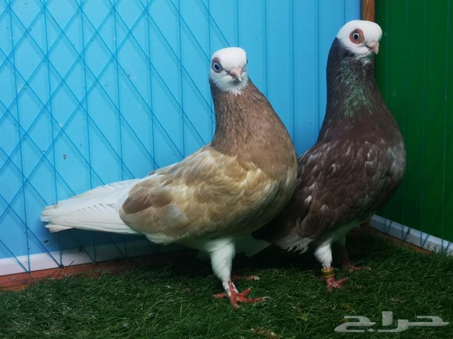 زوج بينج شورت فيس فاخر منتج مع ولده تم البيع