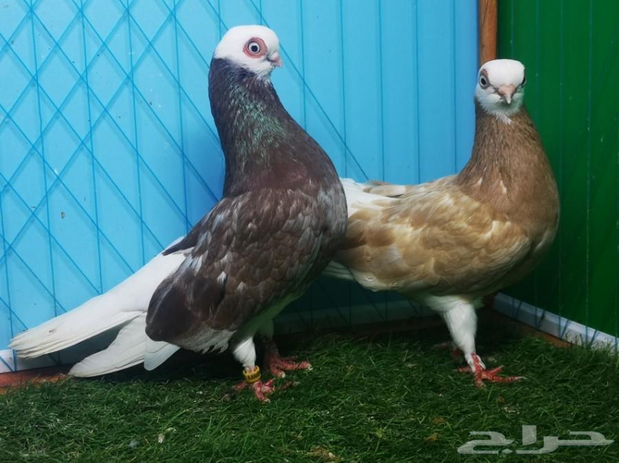 زوج بينج شورت فيس فاخر منتج مع ولده تم البيع
