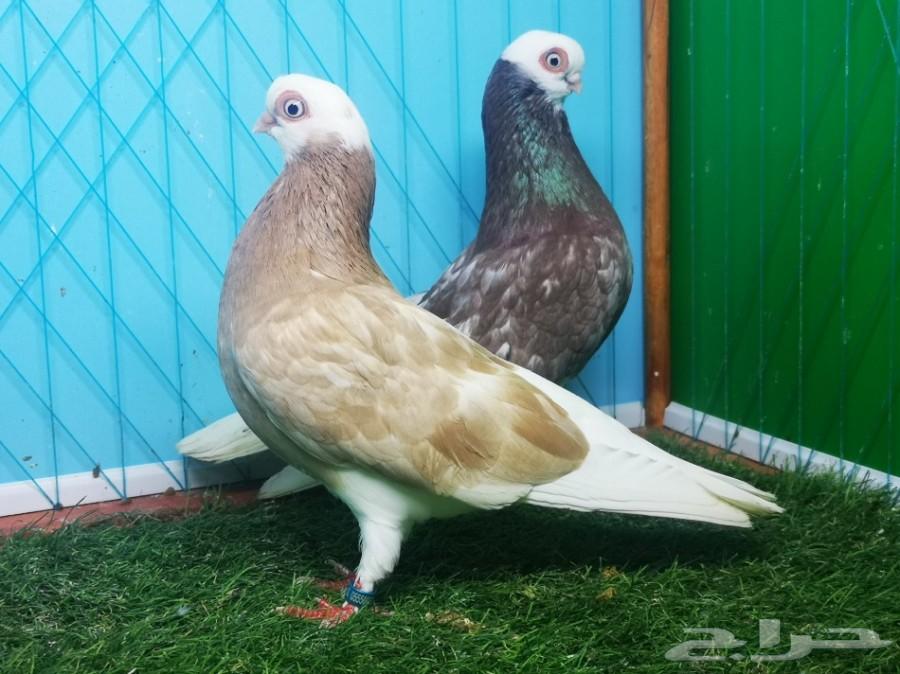 زوج بينج شورت فيس فاخر منتج مع ولده تم البيع