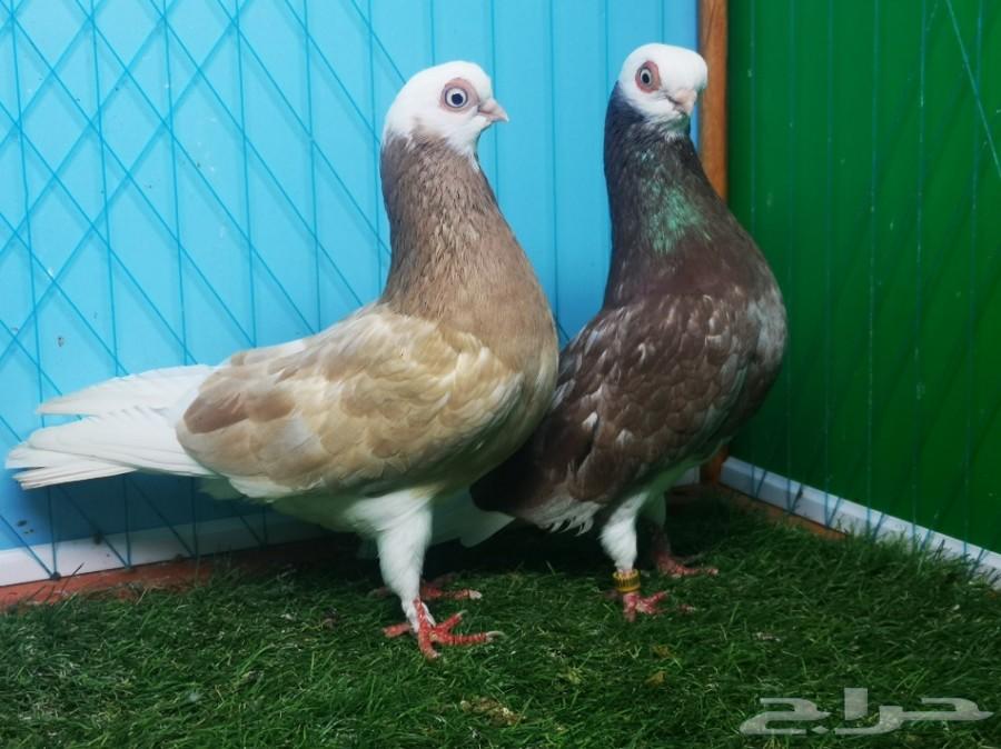 زوج بينج شورت فيس فاخر منتج مع ولده تم البيع
