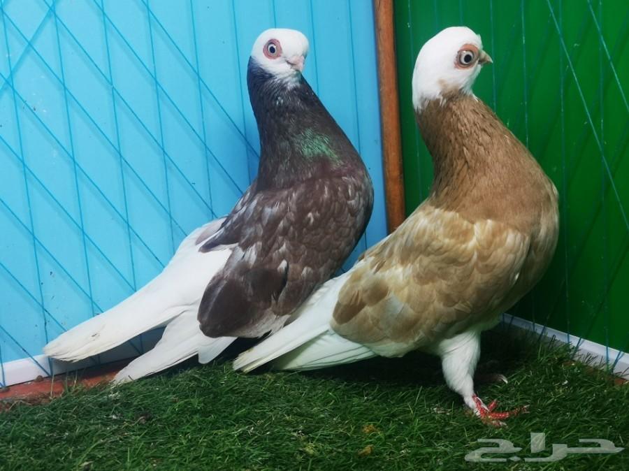زوج بينج شورت فيس فاخر منتج مع ولده تم البيع