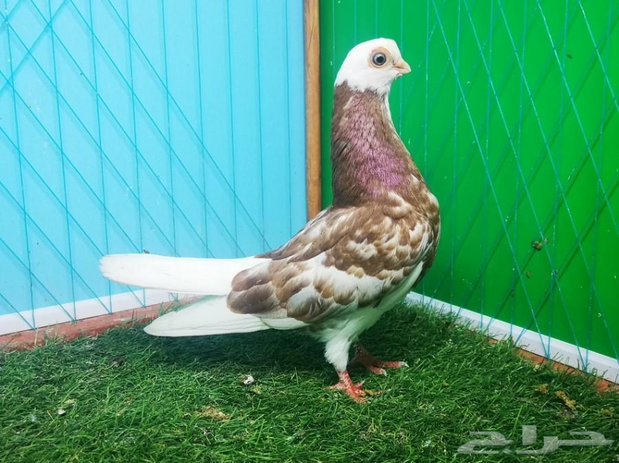 زوج بينج شورت فيس فاخر منتج مع ولده تم البيع