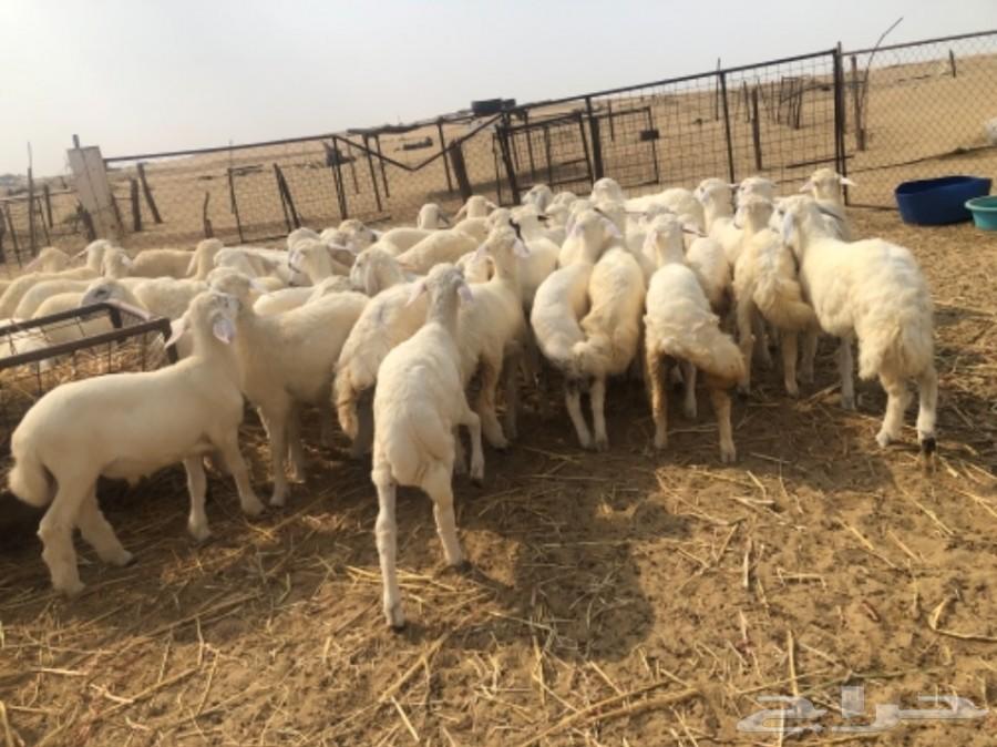 بهم حري نظيف وطيب ( تم البيع )