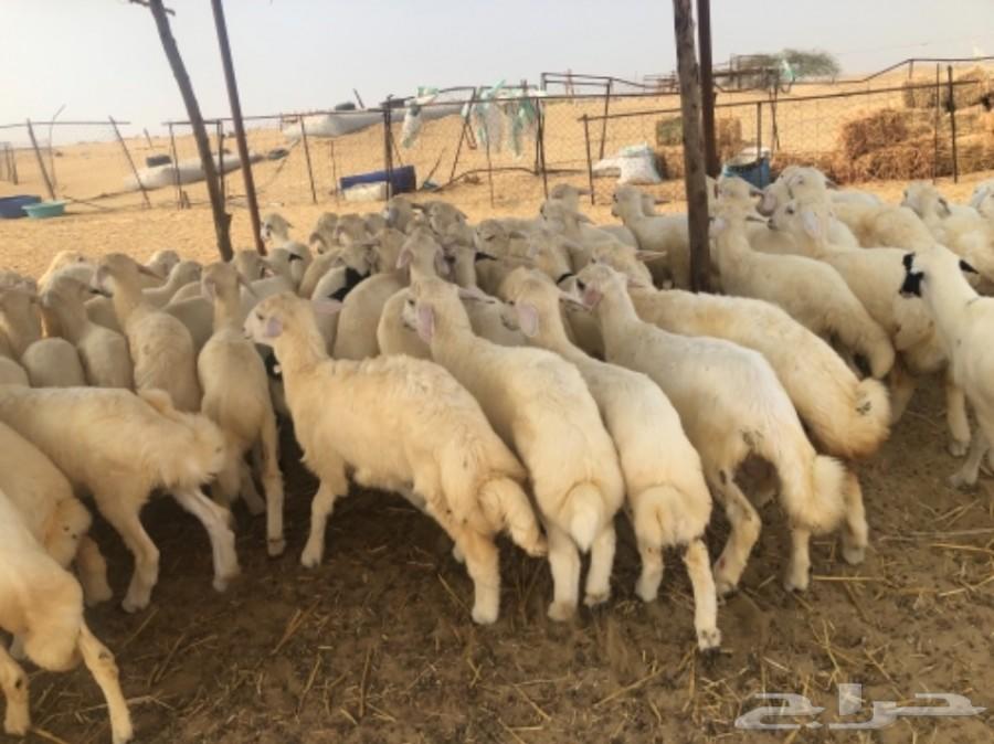 بهم حري نظيف وطيب ( تم البيع )