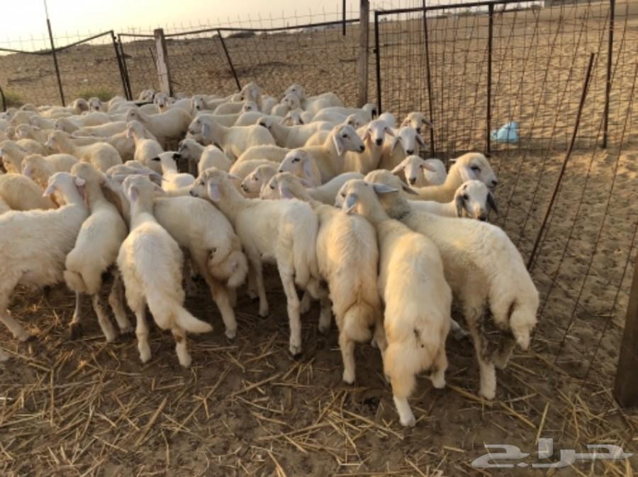 بهم حري نظيف وطيب ( تم البيع )