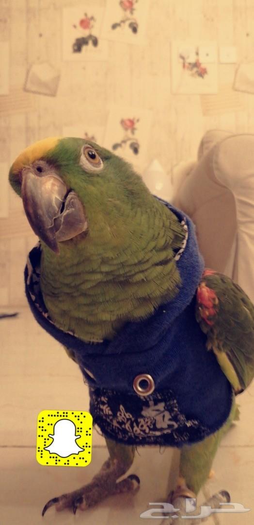 امازوني يلوكراون اليف ومتكلم وهدد