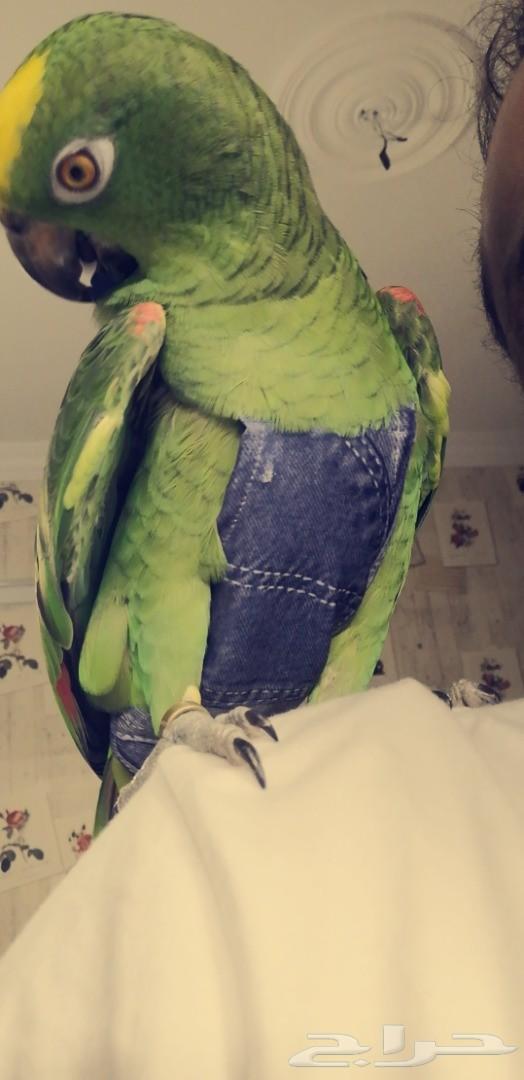 امازوني يلوكراون اليف ومتكلم وهدد