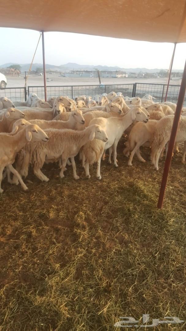ضاان حريات 65وتحتها60(تم البيع)