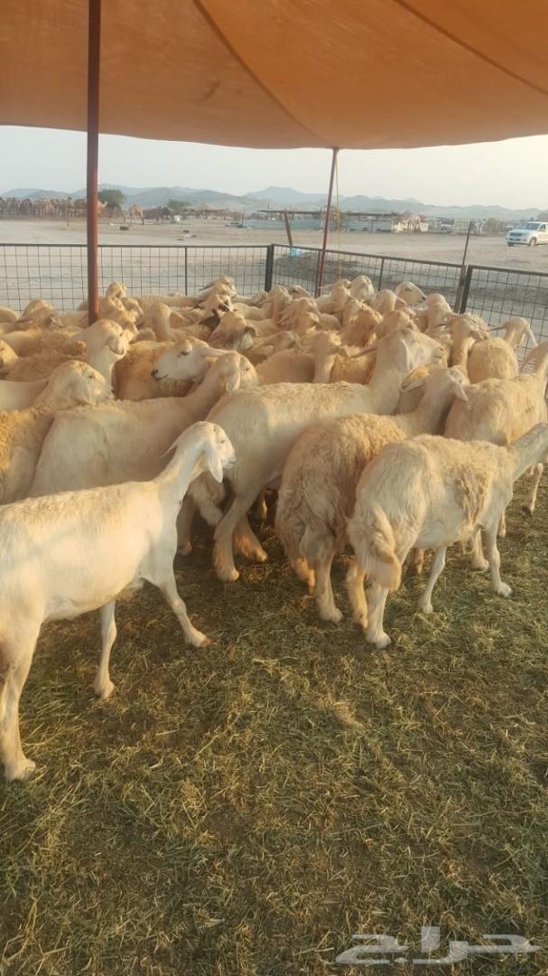 ضاان حريات 65وتحتها60(تم البيع)