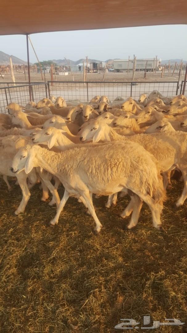 ضاان حريات 65وتحتها60(تم البيع)