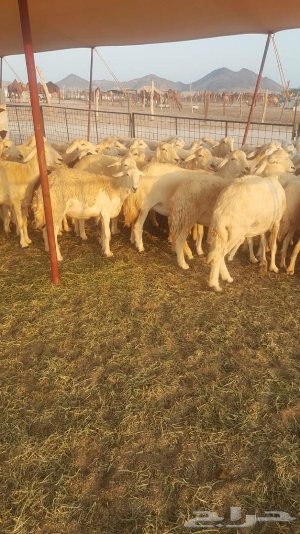 ضاان حريات 65وتحتها60(تم البيع)