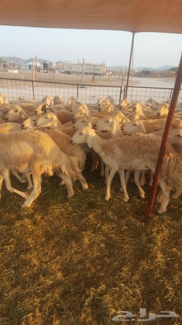 ضاان حريات 65وتحتها60(تم البيع)