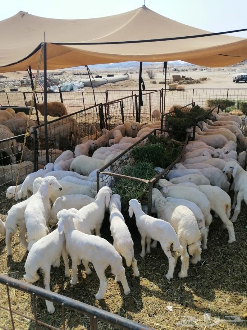 ضان حريات 130وتحتها130(تم البيع)