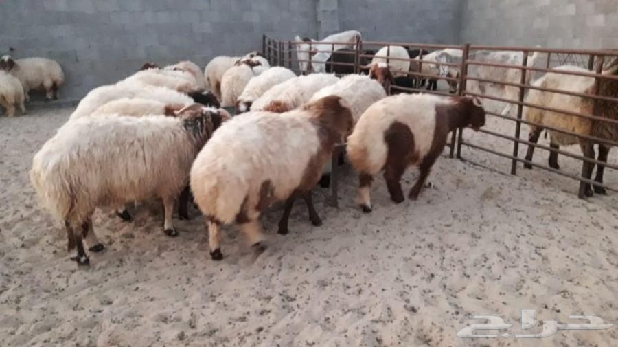 خرفان جذعان ورخال طيبه عدد47 سوم 1100