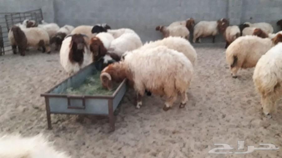 خرفان جذعان ورخال طيبه عدد47 سوم 1100