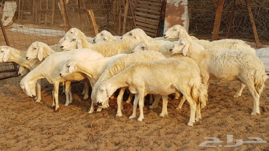عدد 17 ضأن حرية طيبة مراح واحد