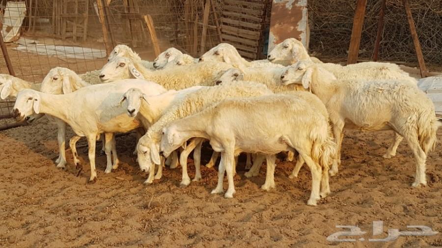 عدد 17 ضأن حرية طيبة مراح واحد