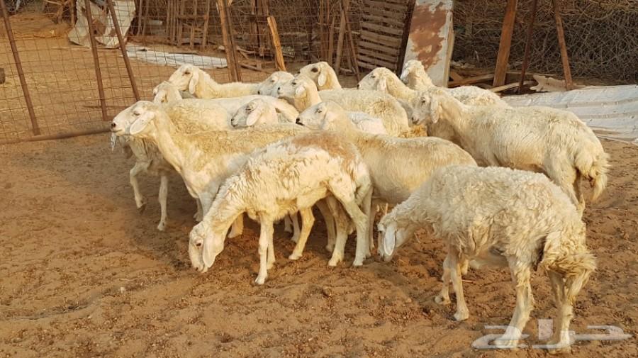 عدد 17 ضأن حرية طيبة مراح واحد