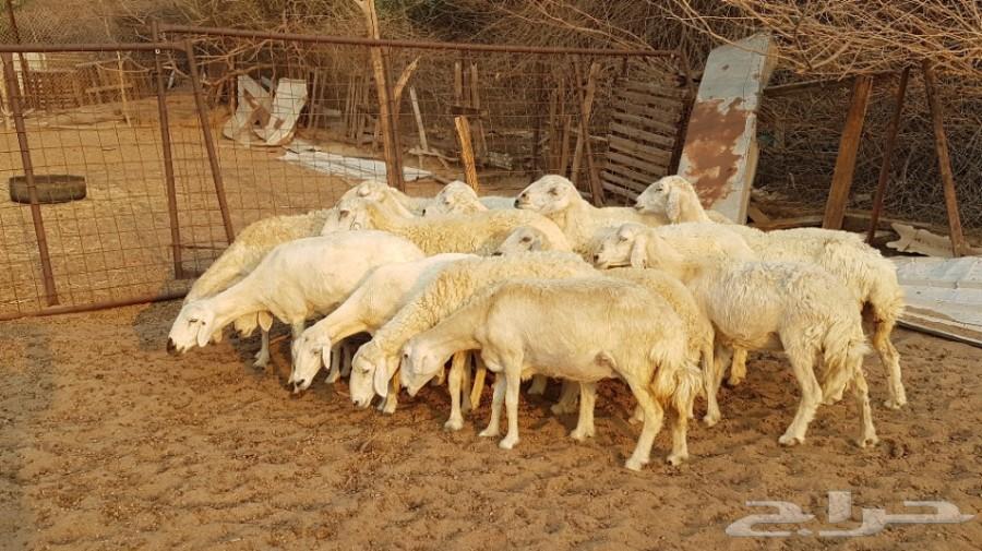 عدد 17 ضأن حرية طيبة مراح واحد