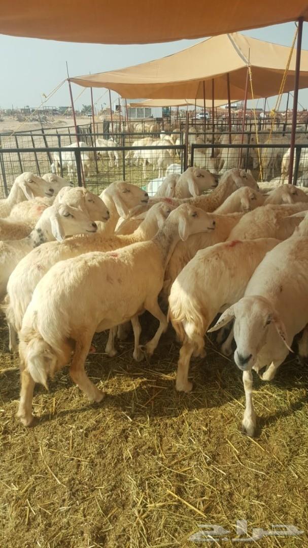 ضان حريات عددها 37 وتحتها 35