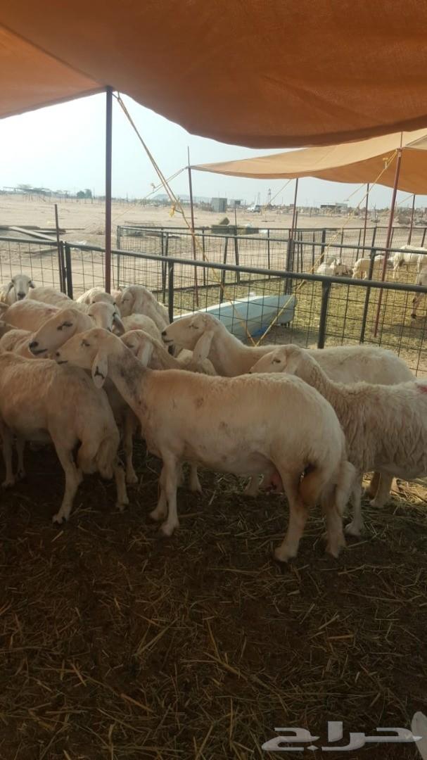 ضان حريات عددها 37 وتحتها 35
