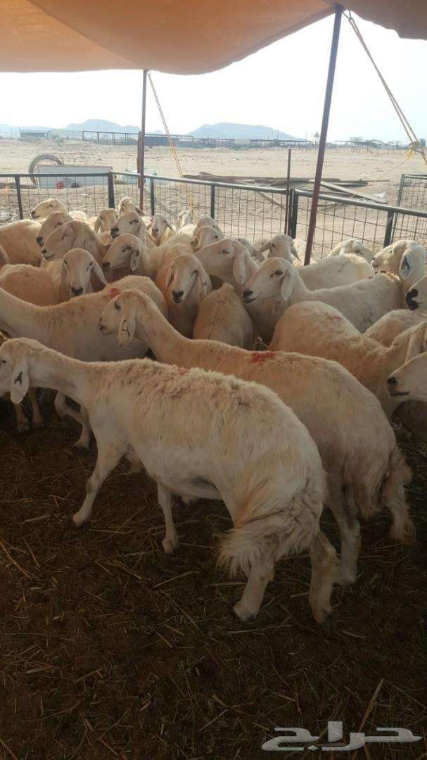 ضان حريات عددها 37 وتحتها 35