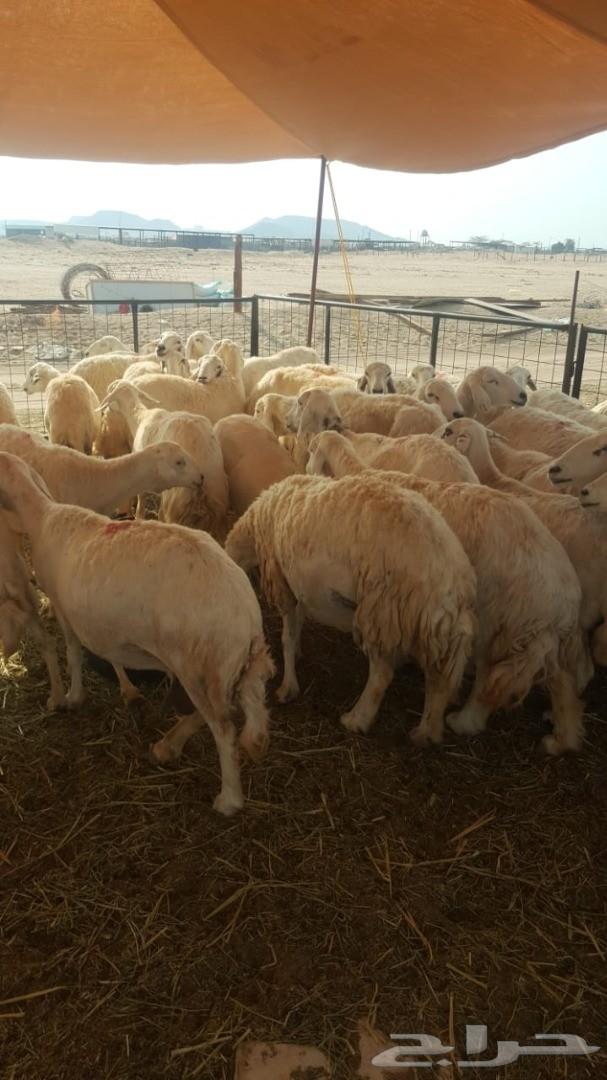 ضان حريات عددها 37 وتحتها 35