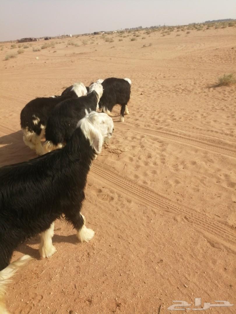 نجد جذعان طيبه