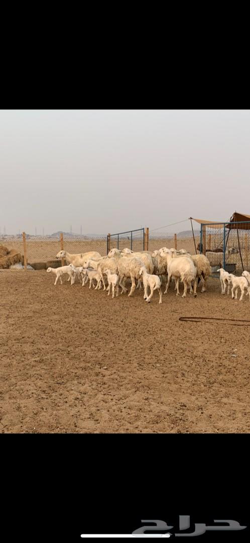 غنم حريات حرش 15 تحتها 15 تم البيع