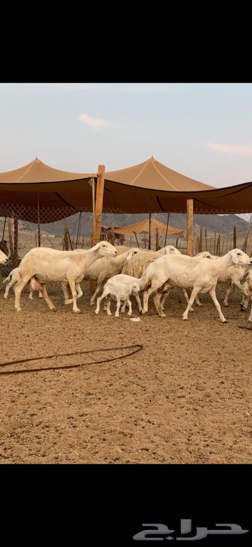 غنم حريات حرش 15 تحتها 15 تم البيع
