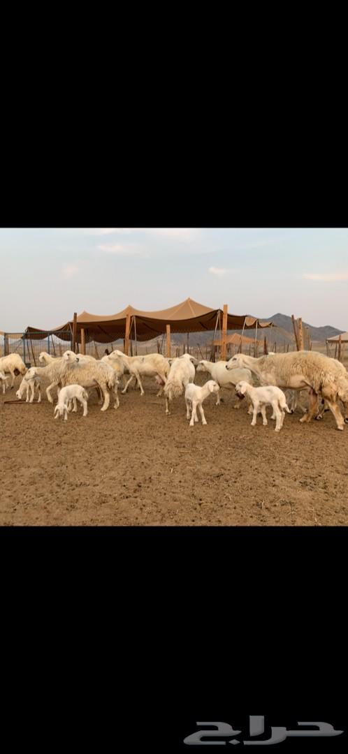 غنم حريات حرش 15 تحتها 15 تم البيع