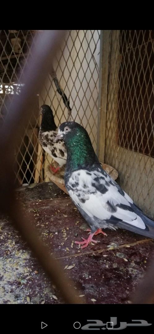 3 اجواز تيادي صافي