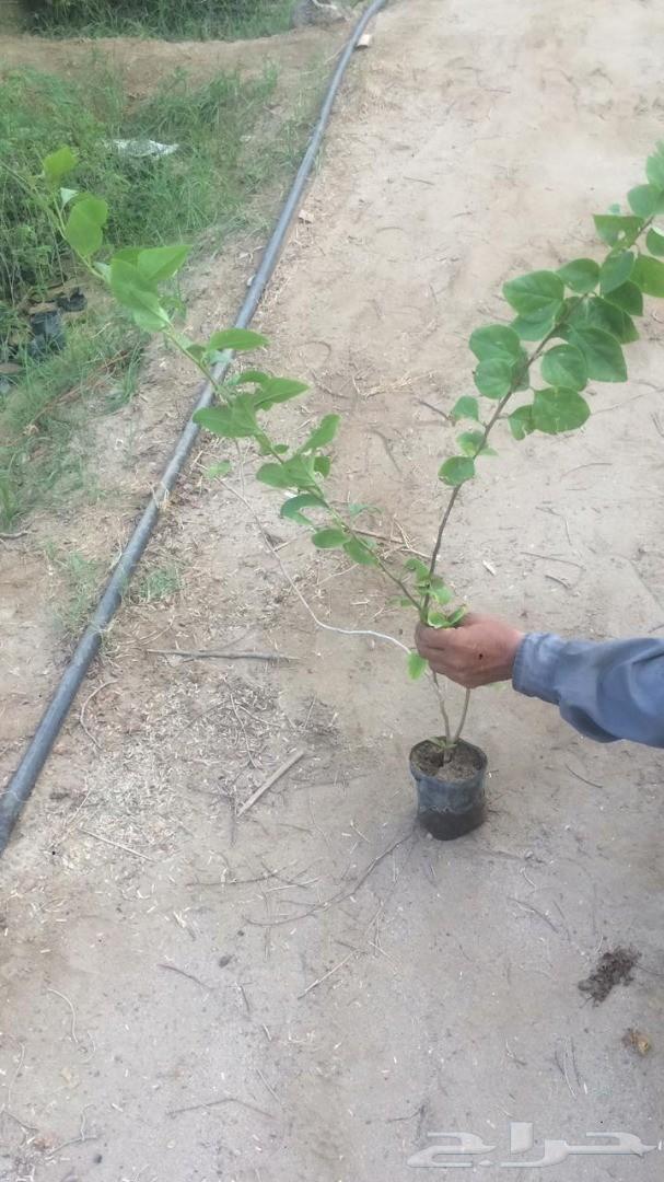 اشجار و شتلات باسعار مناسبة