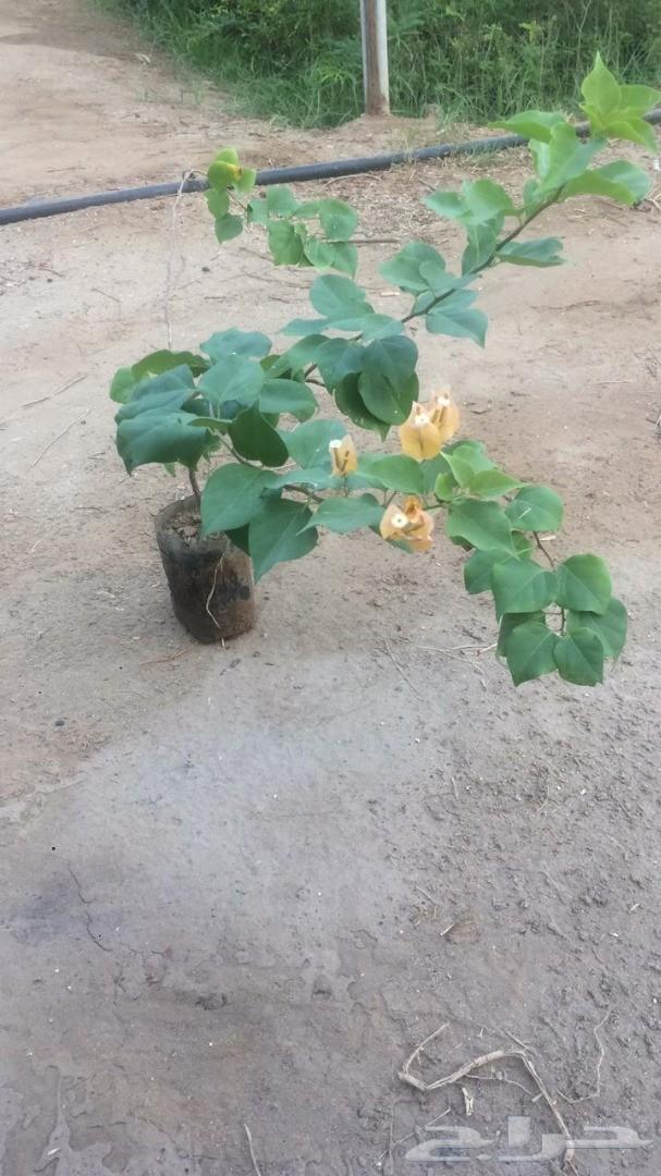 اشجار و شتلات باسعار مناسبة
