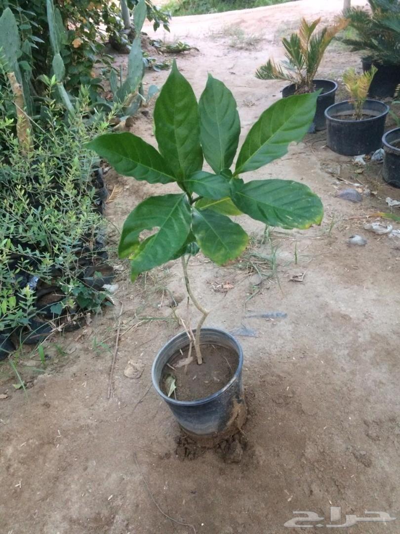 اشجار و شتلات باسعار مناسبة