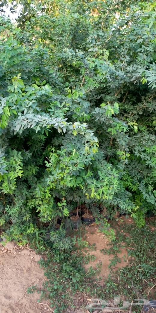 أشجار وشتلات باسعار مناسبة حدائق المنازل و ال