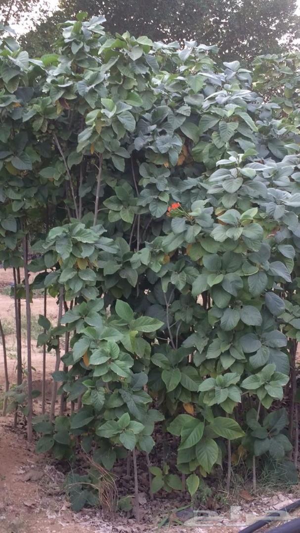 أشجار وشتلات باسعار مناسبة حدائق المنازل و ال
